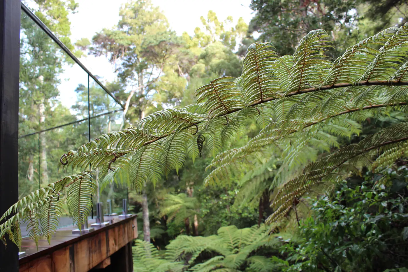 Tree ferns beside the glass balustrade