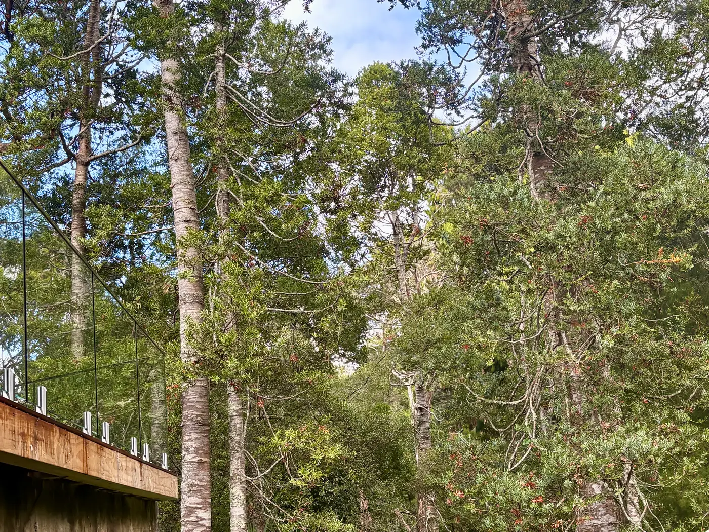 The deck line seen through native trees